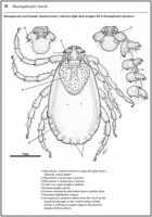 ticks africa page