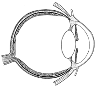 EYE 8cm